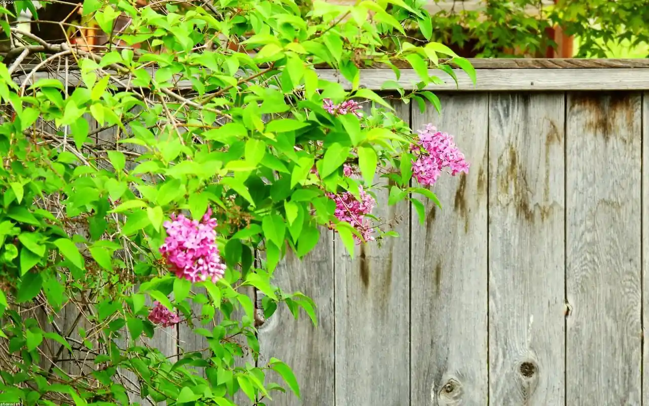 privacy fence on a downtown home near Beaverton Transit Center