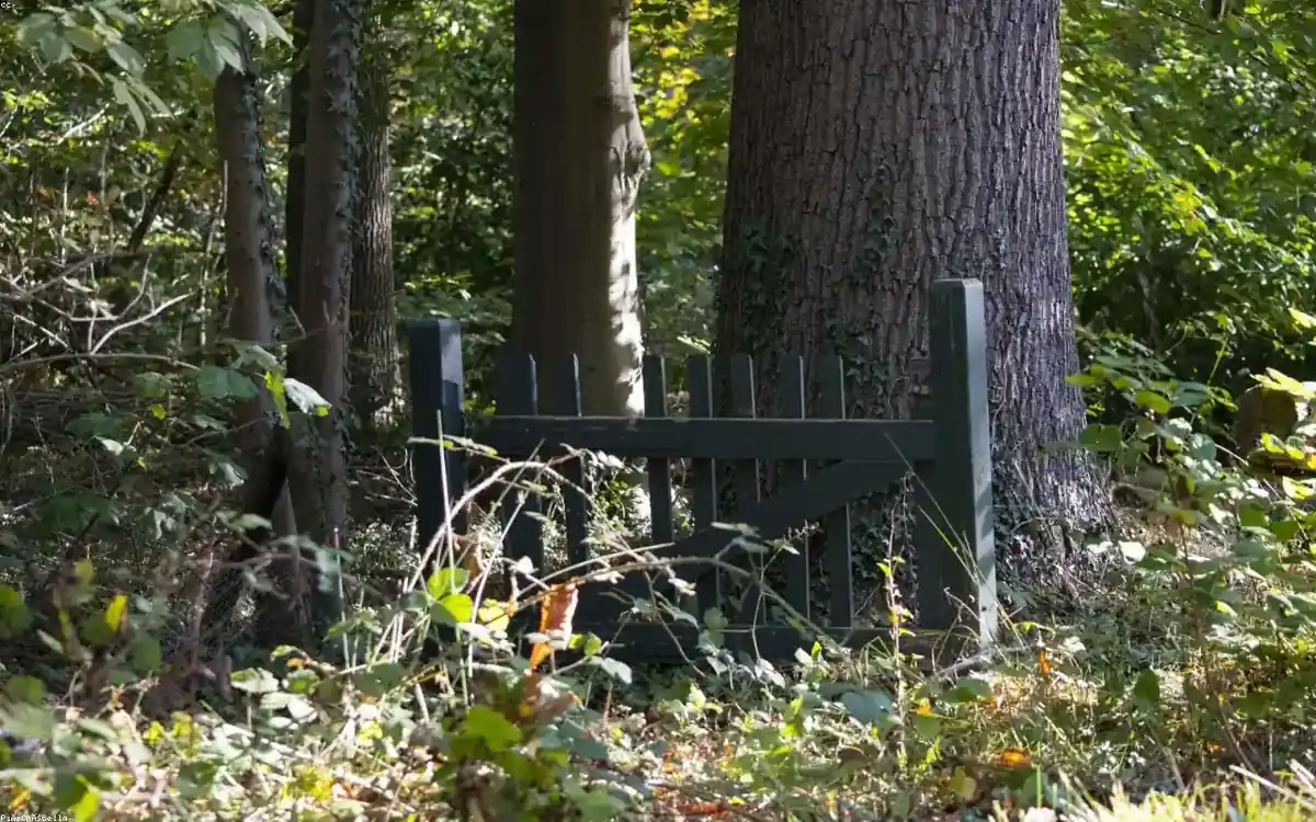 cedar fence set on damp nature-park-edge ground in Five Oaks